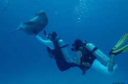 How do you like to have a DUGONG as a guest at your weddi... by Frankie Tsen 